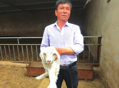 水阜镇雁儿湾种植养殖合作社魏万清展示自己养的小羊