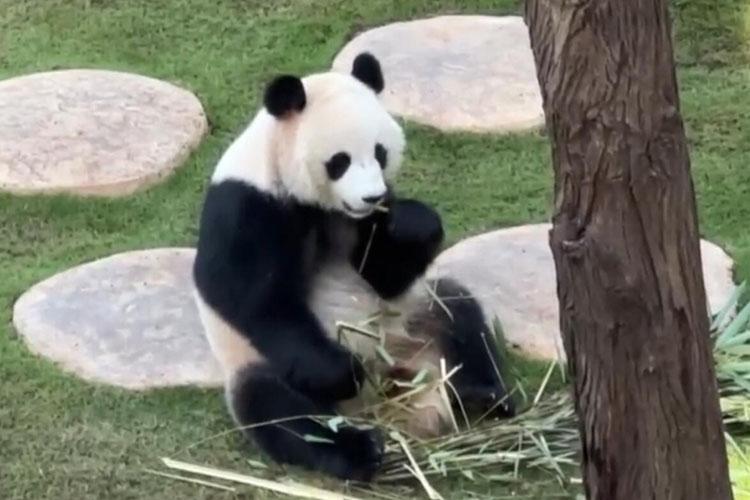 来自中国的大熊猫正式与卡塔尔公众见面