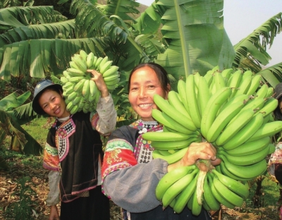 元阳热区香蕉丰收