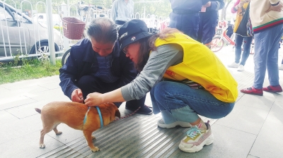 志愿者帮市民给狗拴牵引绳