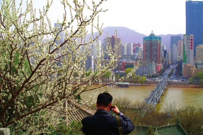 一名游客在一株盛开的山杏旁拍摄中山铁桥。甘霖摄