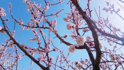 兰山上桃花盛开