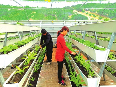 皋兰县的新型大棚内盆栽蔬菜是一大亮点　桑杰才让