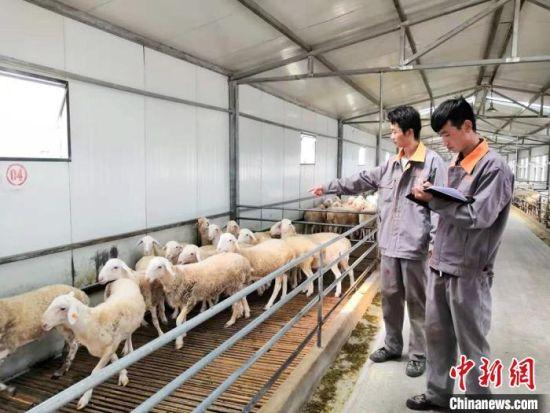 环县大学生登记羊信息。(资料图) 高展 摄